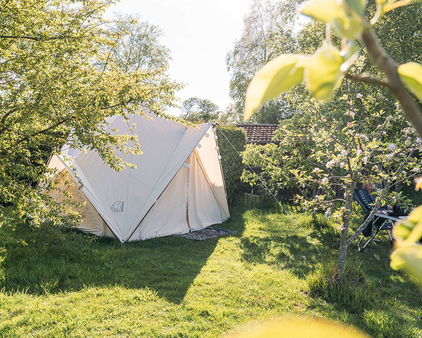 Stort bomuldstelt slået op baghaven omringet af frugttræer.l