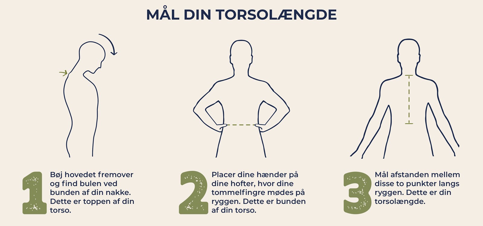mål din ryglængde eller torsolængde.