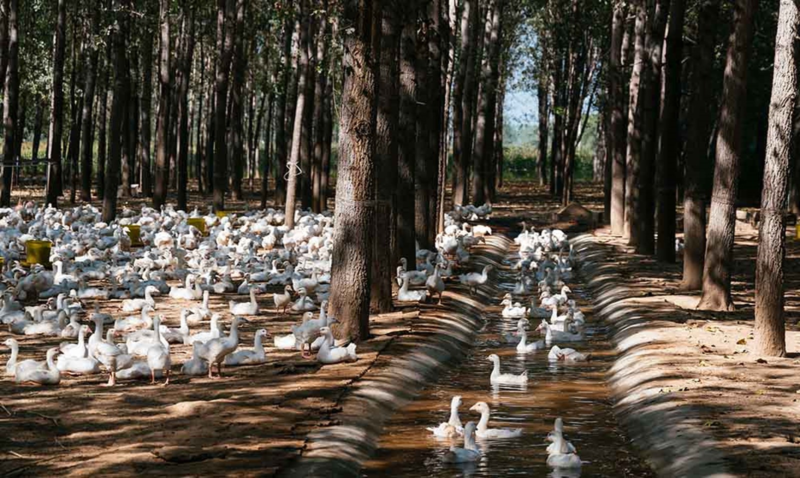 Fugle der bader i en skov med masser af plads.