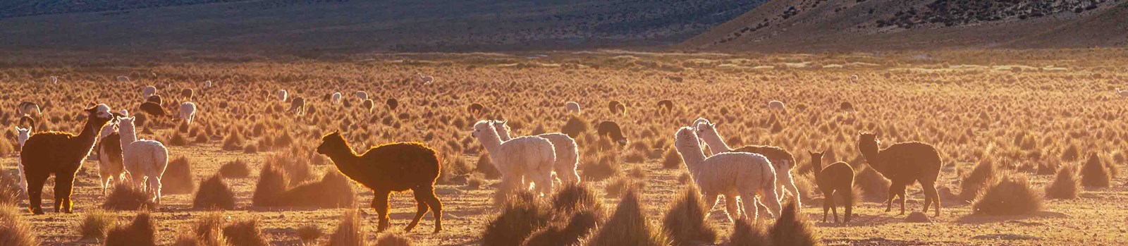 Lamaer på en slette i en solnedgang.