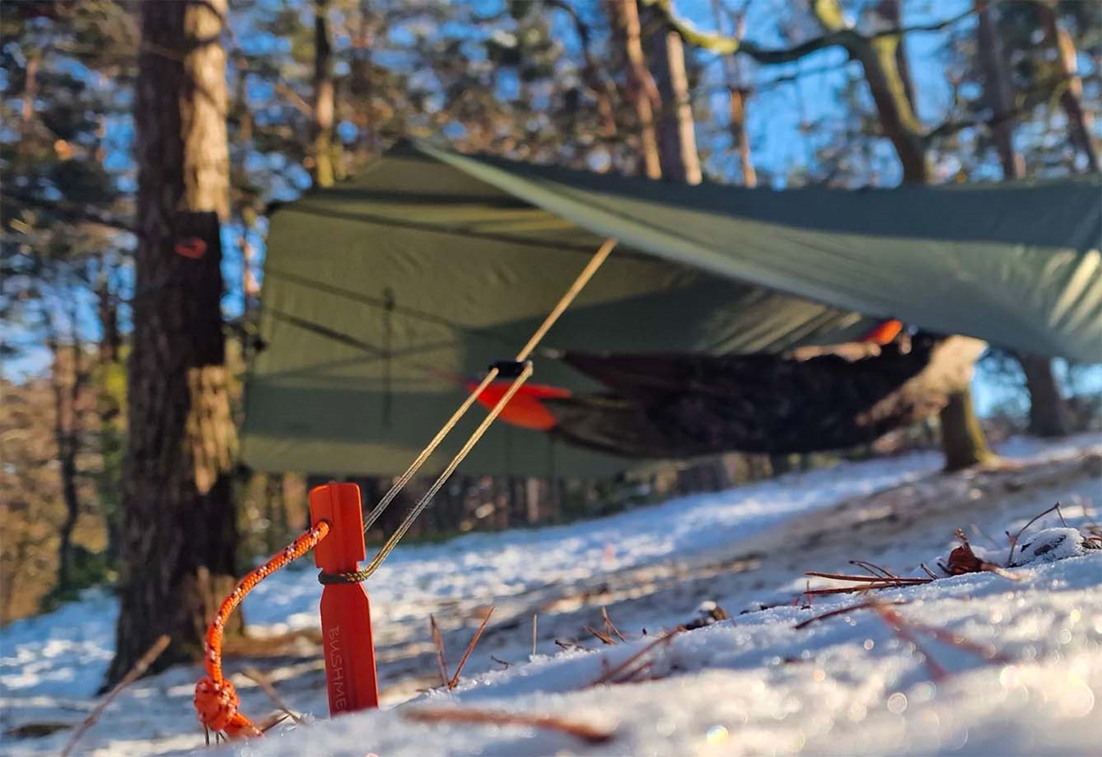 Et closeup af en pløk der holder en bardunline til en tarp i skoven.