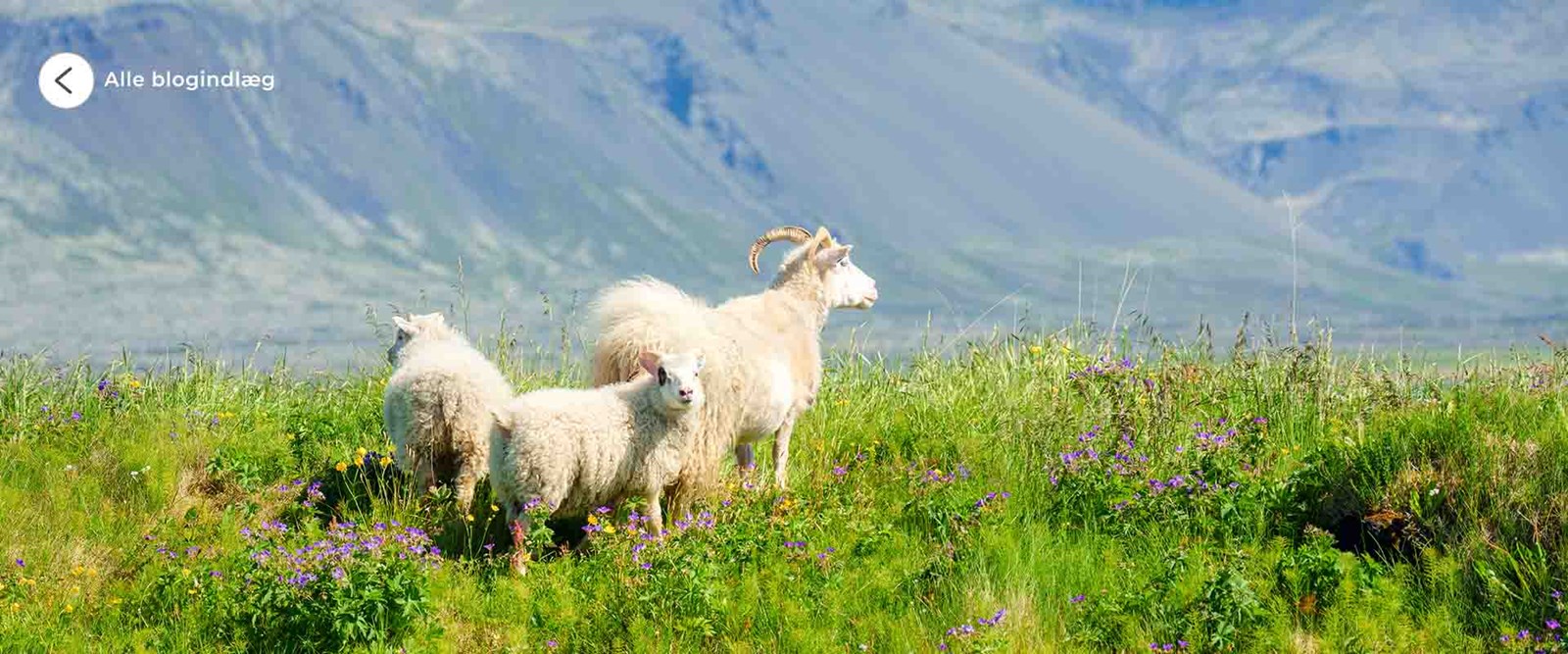 En familie af får i bjergene på en sommerdag.