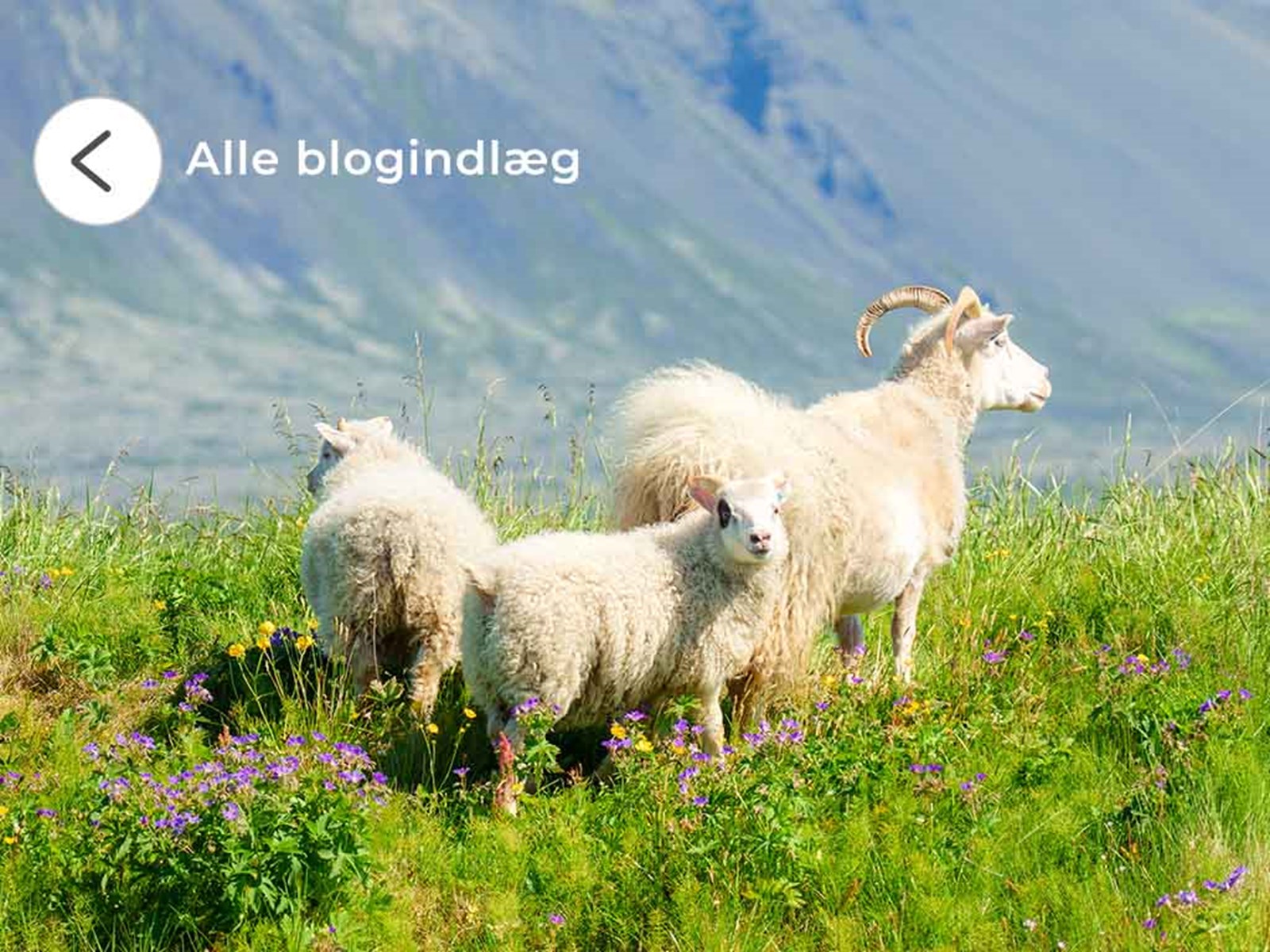 En familie af får i bjergene på en sommerdag.