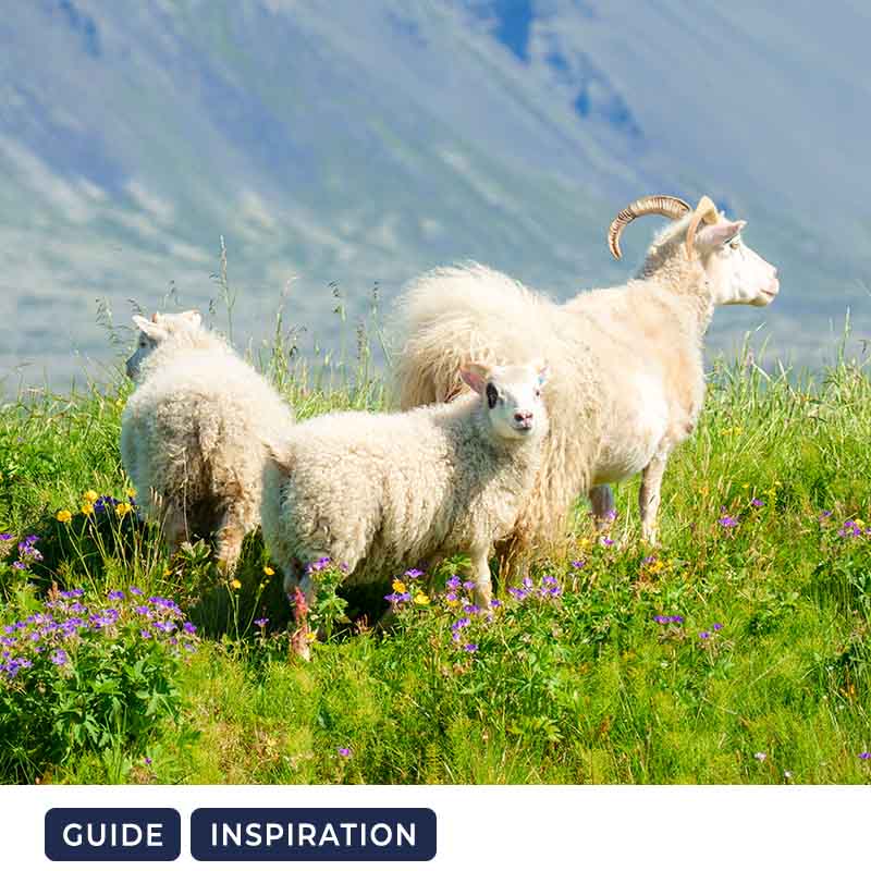 Alt du skal vide om uld, kvalitet og vedligeholdelse