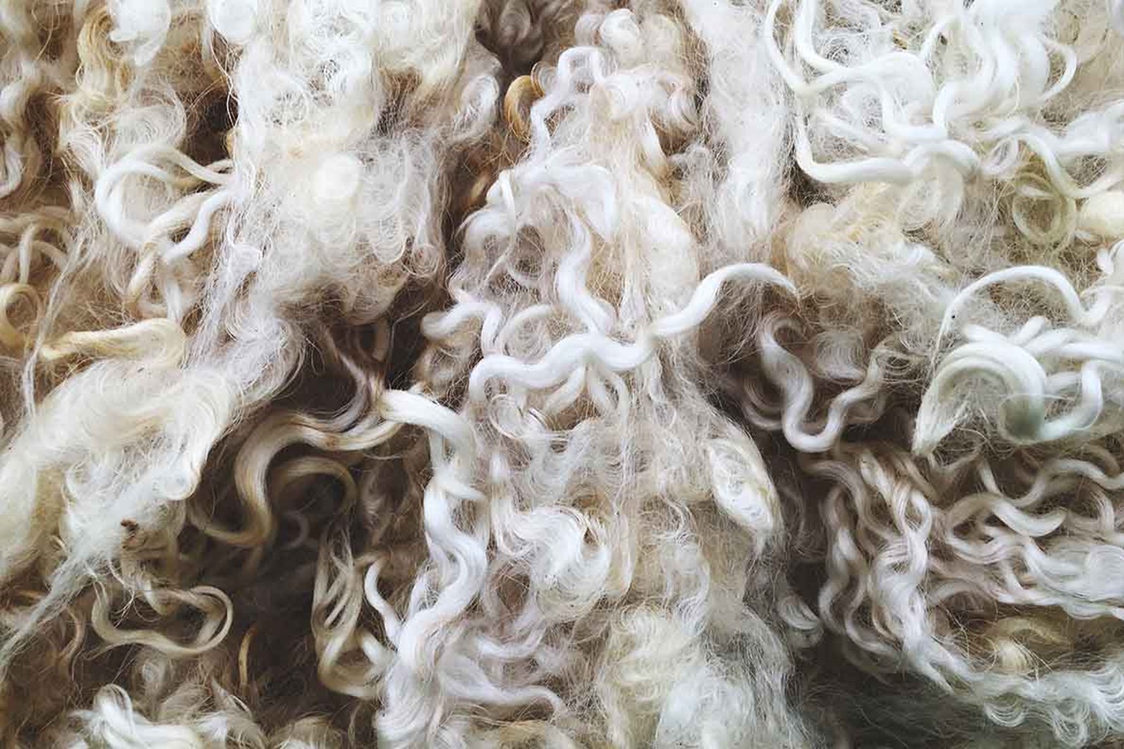 close up af fåreuld.