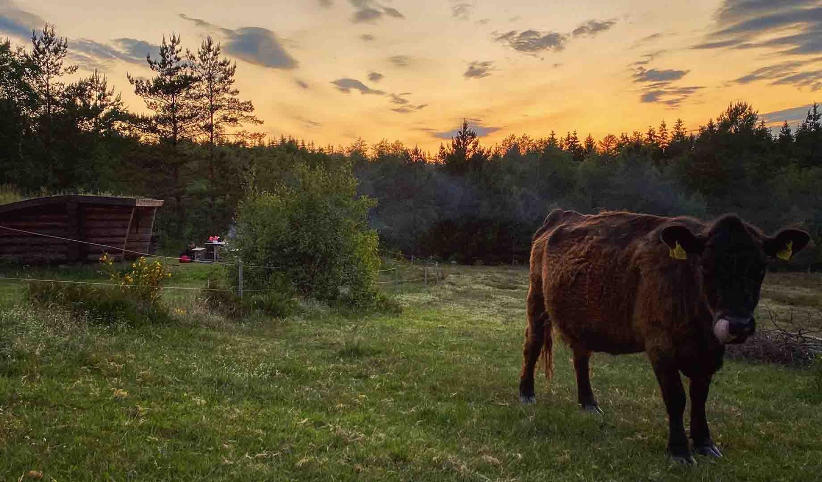 En ko foran et shelter på hærvejen. Se vandreruten her.