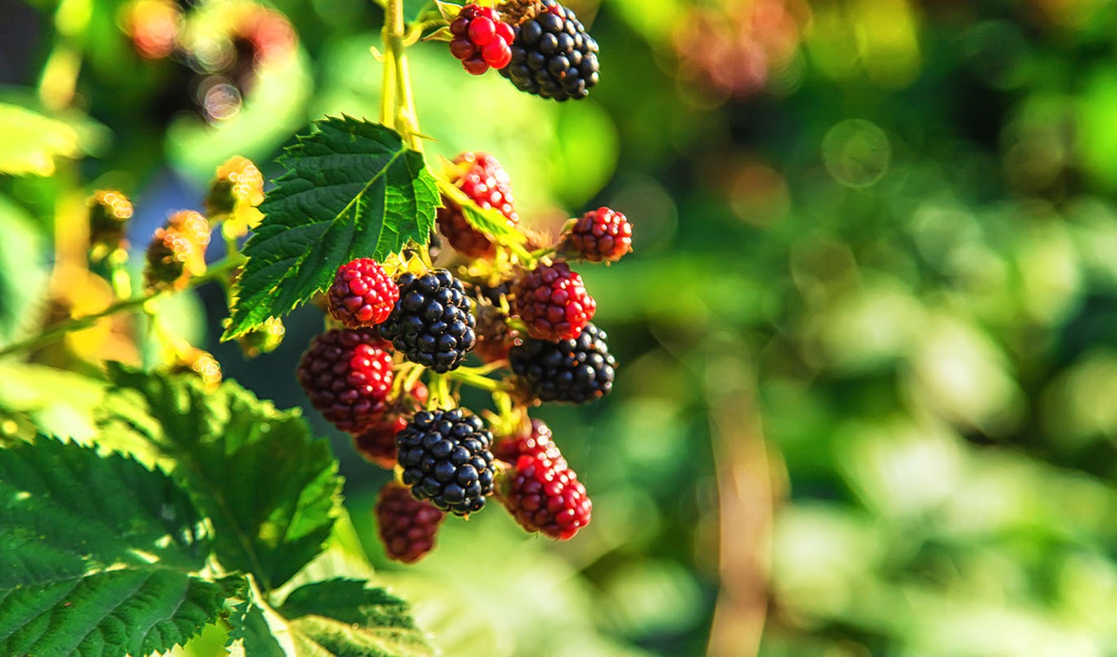 Brombærklase på busk.