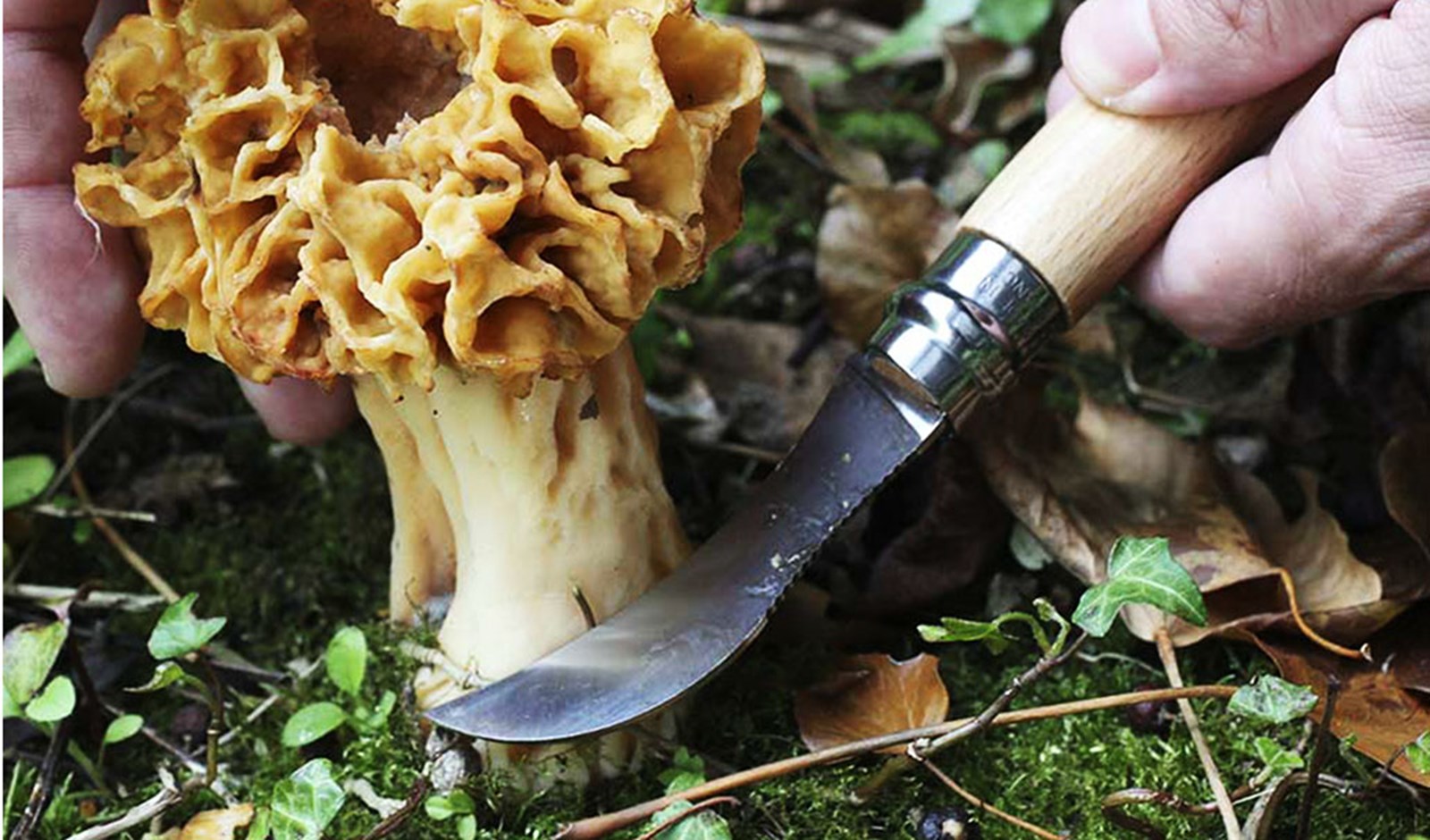 En svampekniv fra Opinel i brug.