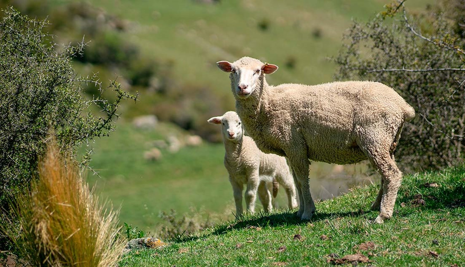 Merinofår på græs.