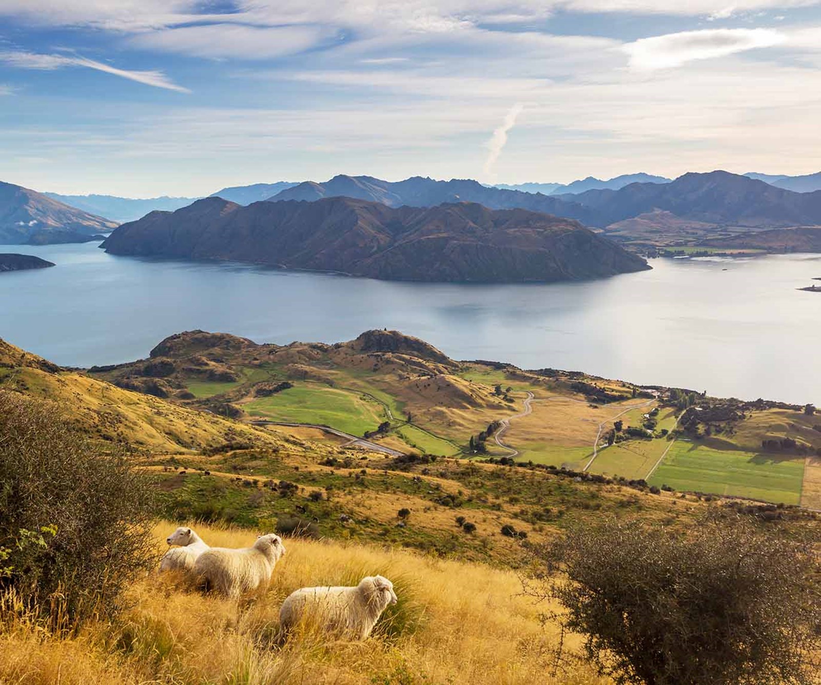 Tre får der græsser i bjergene.